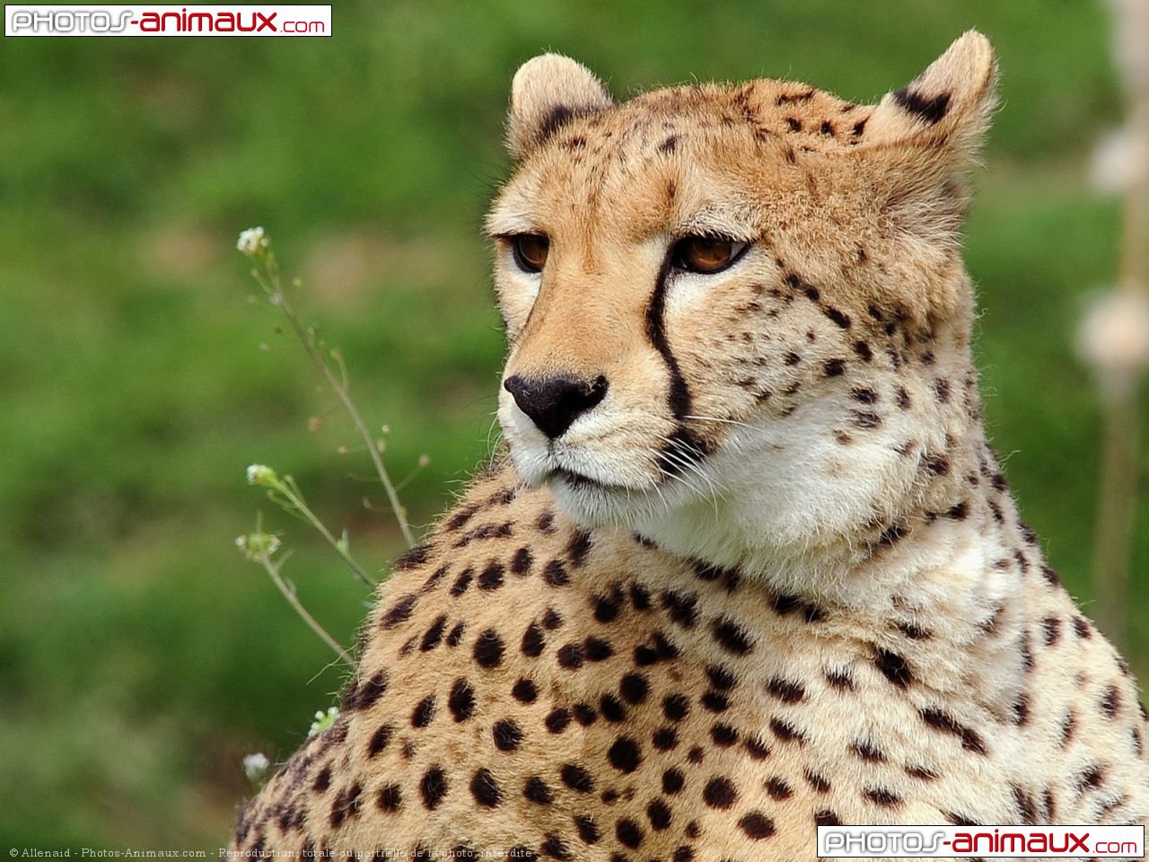 Photo De Gu Pard Gu Pard N Sur Photos Animaux