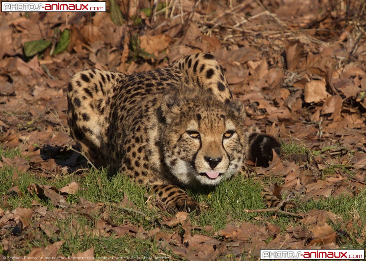 Photo de Guépard Guepard N 653677 sur Photos Animaux