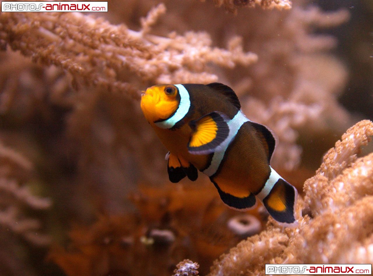 Photo De Poisson Clown Poisson Clown N Sur Photos Animaux