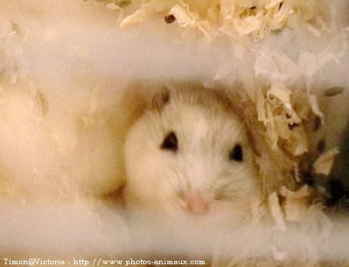 Photo de Hamster