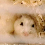 Photo de Hamster