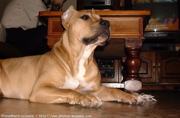 Photo d'American staffordshire terrier