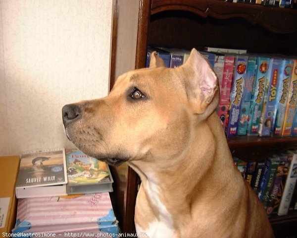 Photo d'American staffordshire terrier