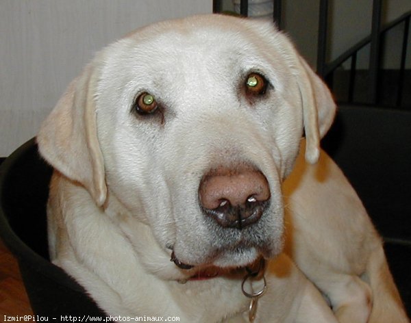 Photo de Labrador retriever