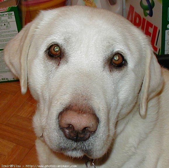 Photo de Labrador retriever