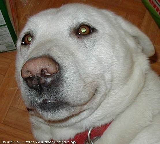 Photo de Labrador retriever