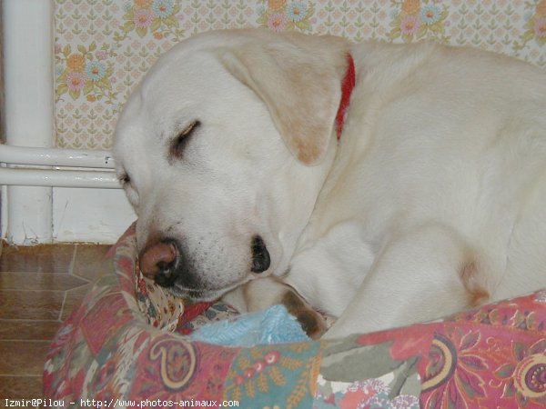 Photo de Labrador retriever