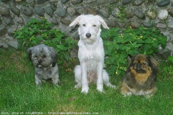 Photo de Races diffrentes