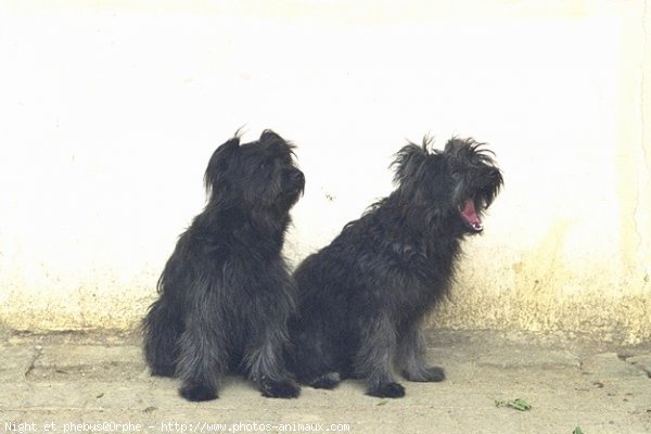 Photo de Chien de berger des pyrenes  poil long