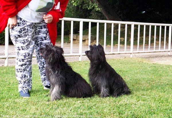 Photo de Chien de berger des pyrenes  poil long