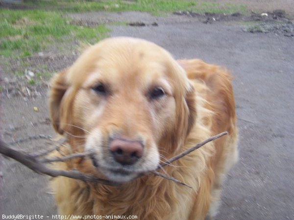 Photo de Labrador retriever