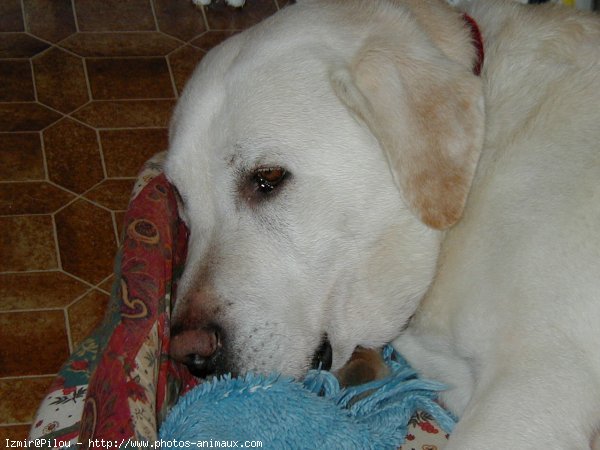 Photo de Labrador retriever