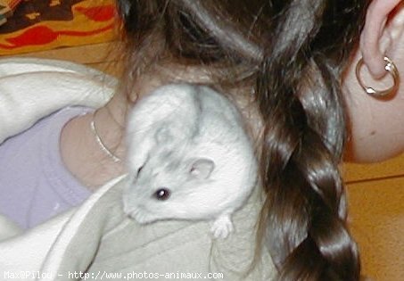 Photo de Hamster