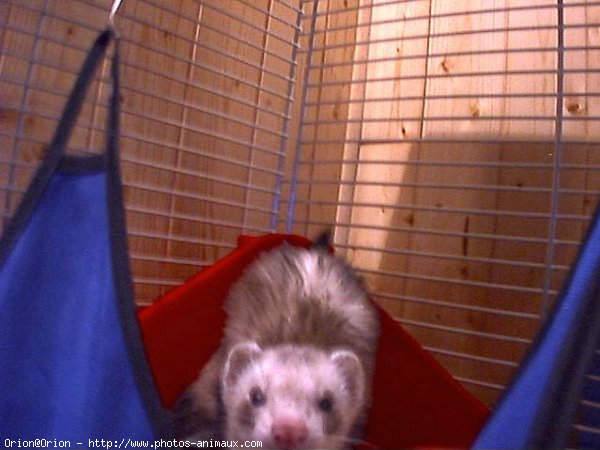 Photo de Furet