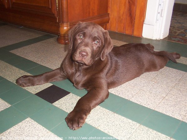 Photo de Labrador retriever