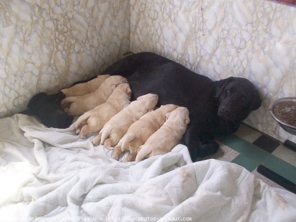 Photo de Labrador retriever