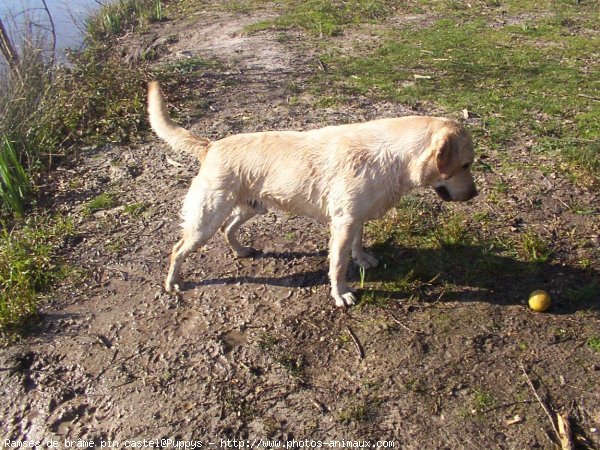 Photo de Labrador retriever