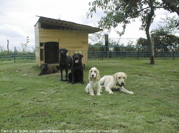 Photo de Labrador retriever