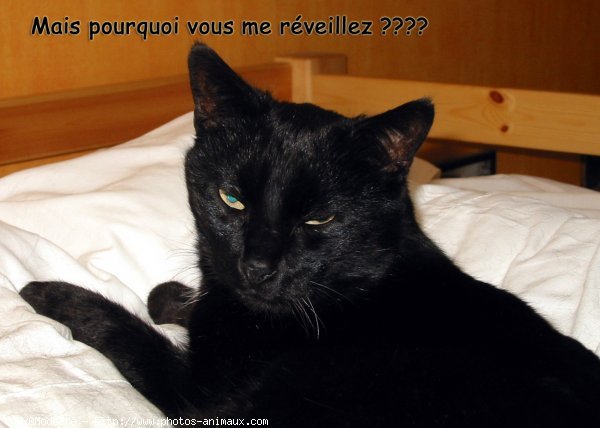 Photo de Chat domestique