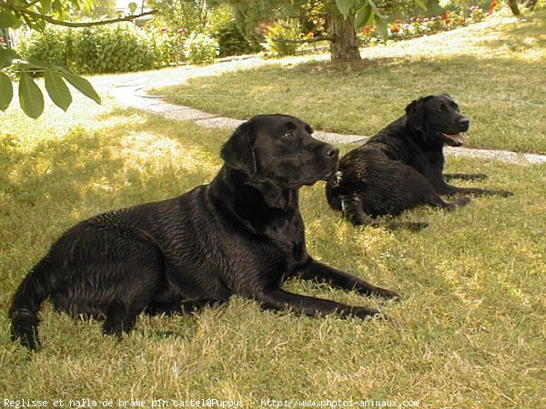 Photo de Labrador retriever