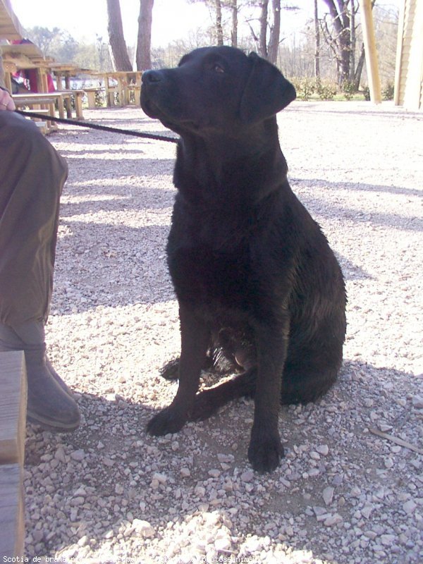 Photo de Labrador retriever