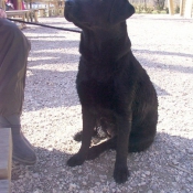 Photo de Labrador retriever