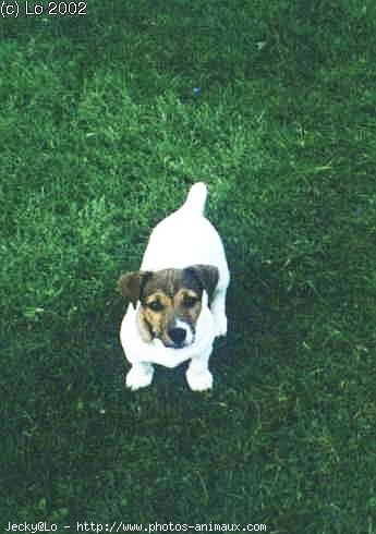 Photo de Jack russell terrier