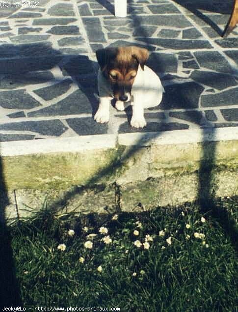 Photo de Jack russell terrier