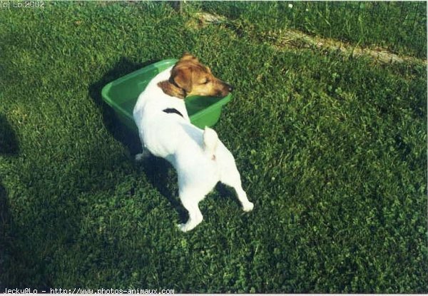 Photo de Jack russell terrier