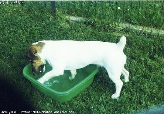 Photo de Jack russell terrier