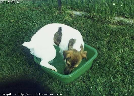 Photo de Jack russell terrier