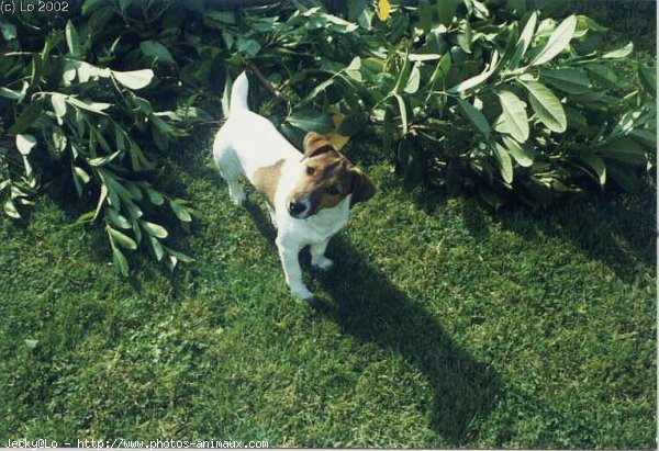 Photo de Jack russell terrier