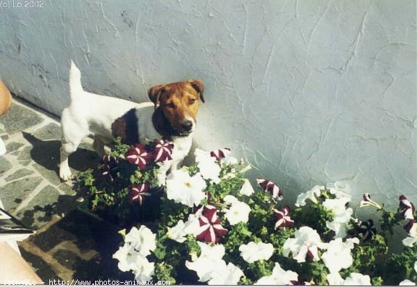 Photo de Jack russell terrier