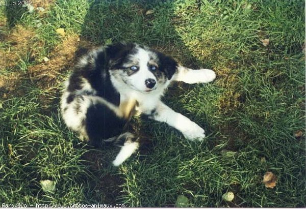 Photo de Border collie