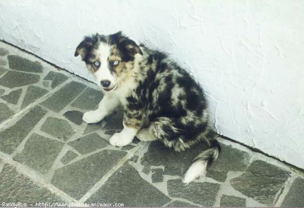 Photo de Border collie