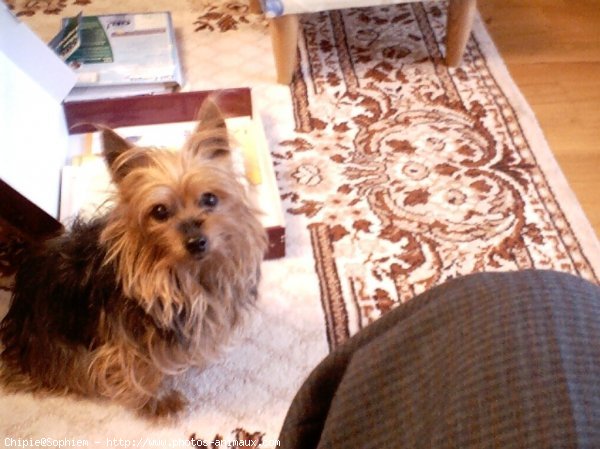 Photo de Yorkshire terrier