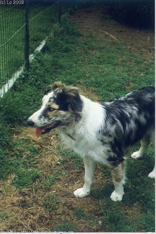 Photo de Border collie