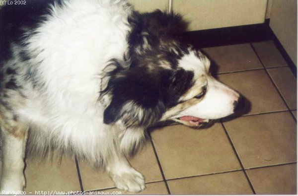 Photo de Border collie