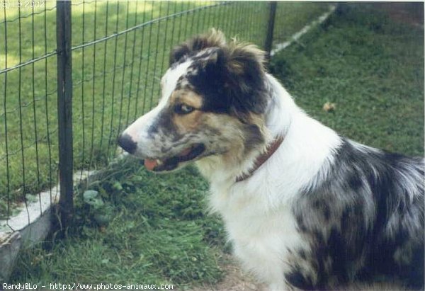 Photo de Border collie