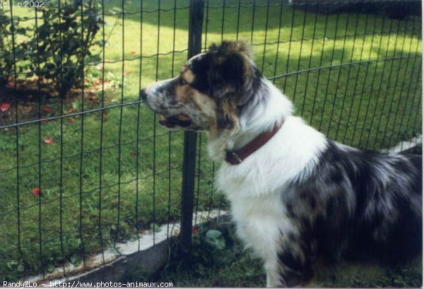 Photo de Border collie