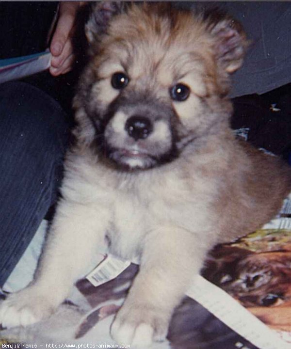 Photo de Chien de berger des pyrenes  poil long