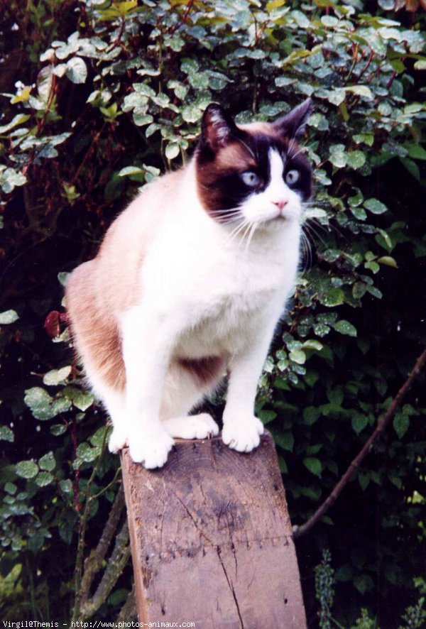 Photo de Snowshoe