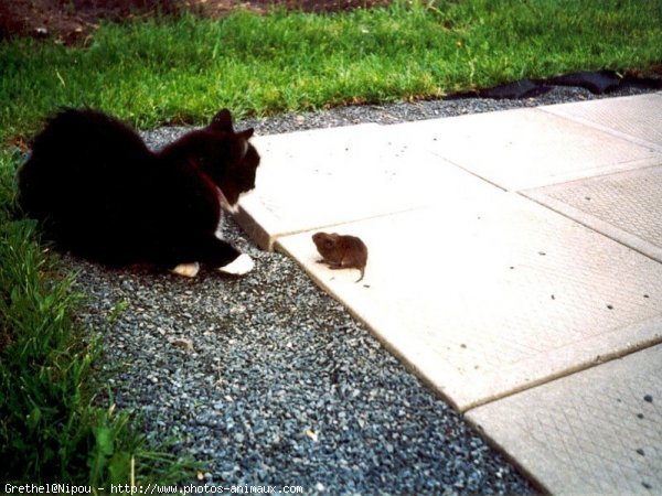 Photo de Chat domestique