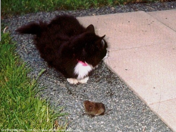 Photo de Chat domestique