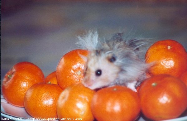 Photo de Hamster