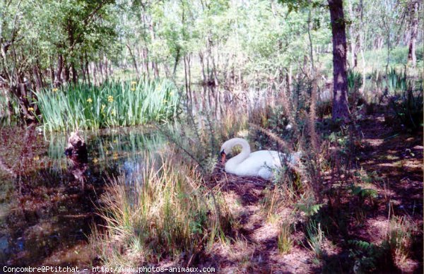 Photo de Cygne