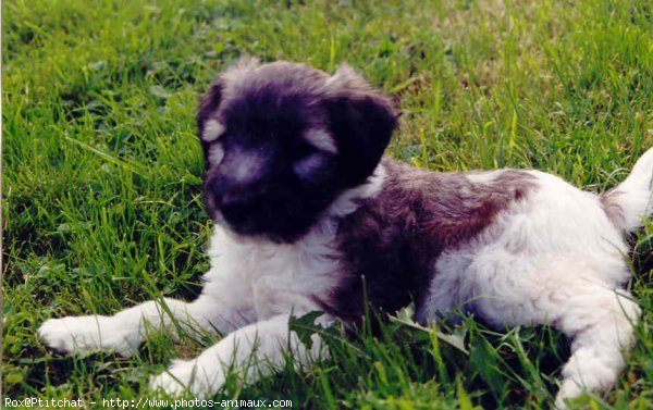 Photo de Fox terrier  poil dur