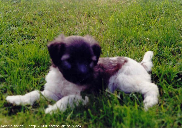 Photo de Fox terrier  poil dur