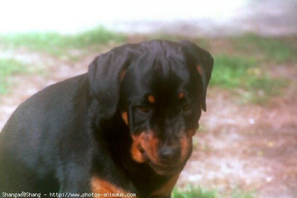 Photo de Rottweiler