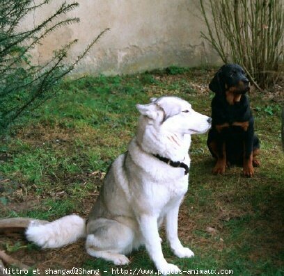 Photo de Races diffrentes